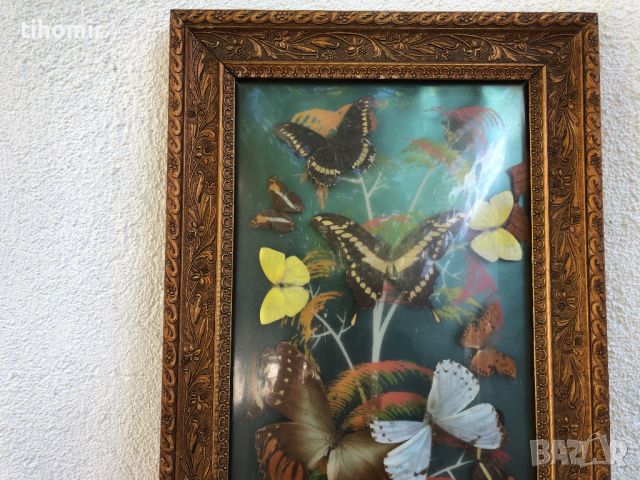 Пано с екзотични пеперуди, снимка 3 - Пана - 44694783