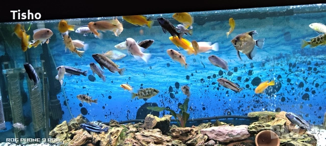 Африкански цихлиди, снимка 2 - Рибки - 52507226