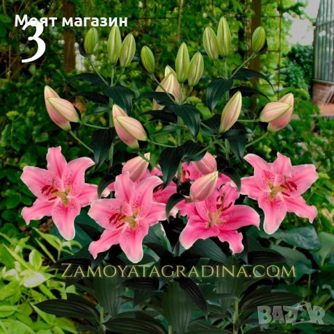 Лилиум пет вида, снимка 3 - Градински цветя и растения - 53646101