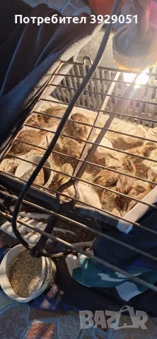 Продавам токачки малки и големи