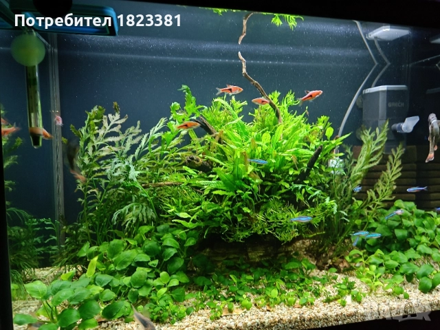 Напълно оборудван и работещ аквариум , снимка 10 - Аквариуми - 49185034