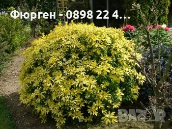 Чойсия (Портокалово цвете) - Choisya Aztec Gold, снимка 6 - Разсади - 51551729