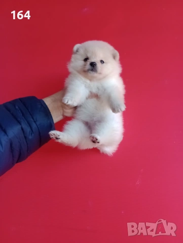 Померан. Реални снимки от 12.02.26 г.Померани., снимка 8 - Померан - 53035164