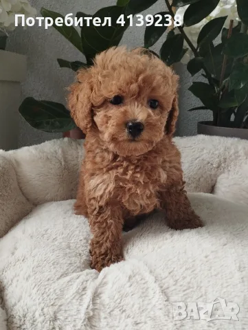 Poodle toy -мини пудел, снимка 7 - Пудели - 56315116