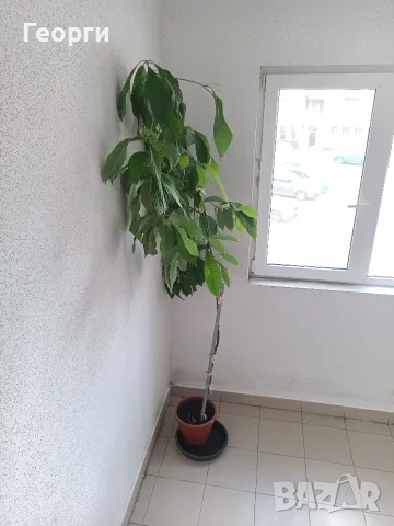 Продавам дърво авокадо, снимка 2 - Градински цветя и растения - 55930578