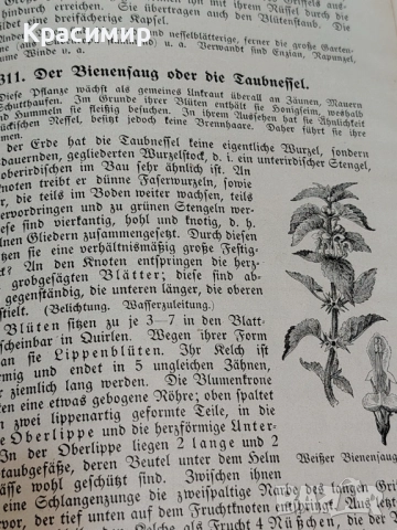 Realienbuch 1909 г. , снимка 4 - Специализирана литература - 52983514