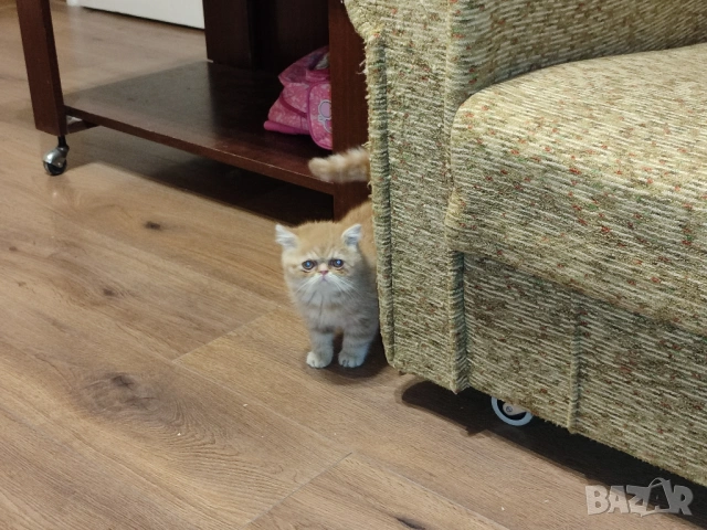 Екзотични котки женски на 2,5 год. и на 6 месеца., снимка 10 - Персийска - 53446573