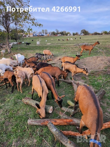 КОЗИ.МЛЕЧНИ
