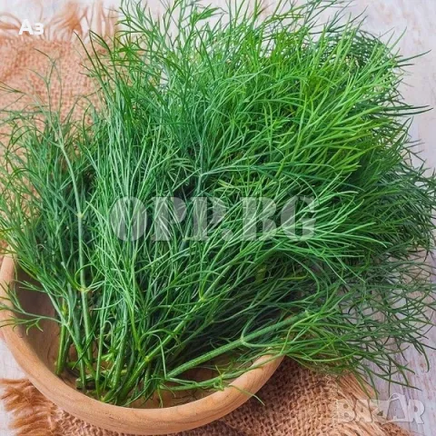 Продавам семена на Копър - реколта 2025 г., снимка 2 - Сортови семена и луковици - 49746836