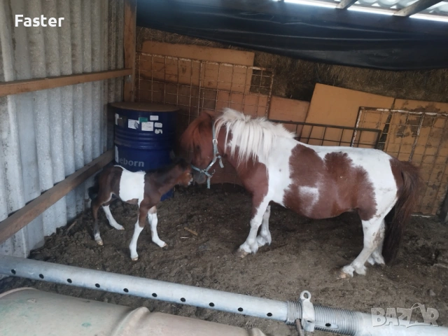 Женско пони , снимка 3 - Коне - 53710217