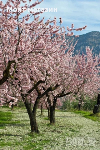 Бадем, снимка 7 - Градински цветя и растения - 53619024