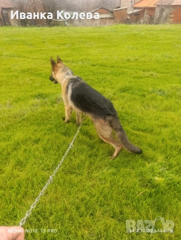 За разплод телефон 0896132959, снимка 3 - Немска овчарка - 53755366