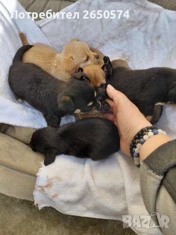 Чихо-пинчери, снимка 8 - Пинчер - 52837625