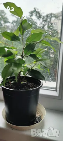 Продавам Бенджамини, височина 30-35 см, снимка 2 - Стайни растения - 49896679