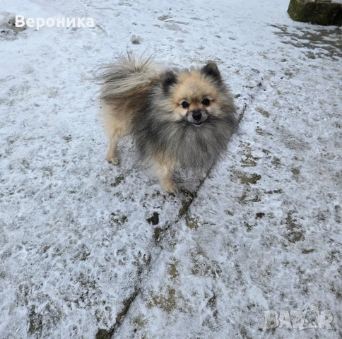 померан момче, снимка 2 - Померан - 53224266