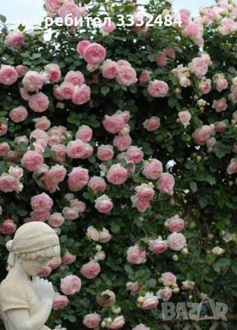 Роза 36, снимка 7 - Градински цветя и растения - 41780765