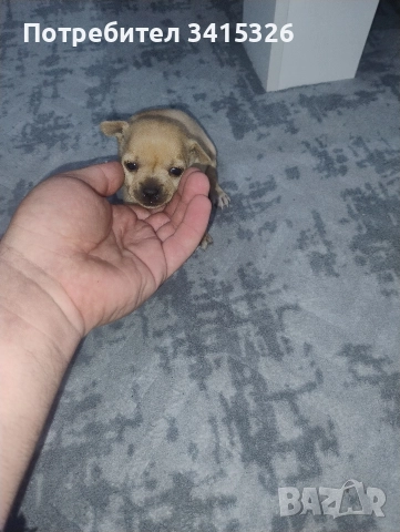 Продавам пинчери – стандартен цвят, снимка 7 - Пинчер - 52840708