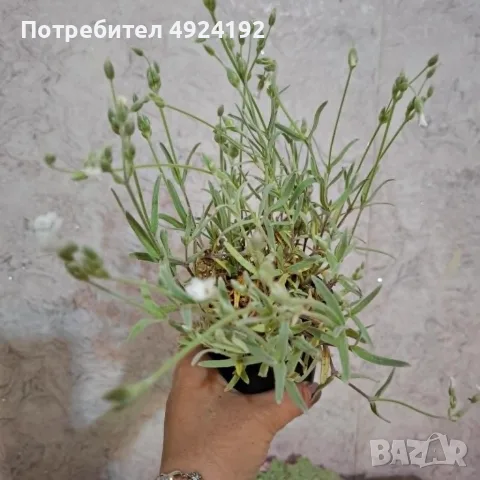 Рожец градинско Растение, снимка 3 - Градински цветя и растения - 56301117