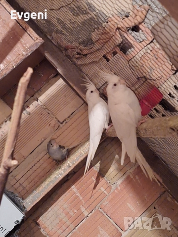 Вълнисти папагали , снимка 11 - Папагали - 51473102