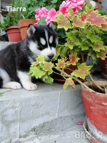 Продавам Кученца Хъски, снимка 4 - Хъски - 52637021