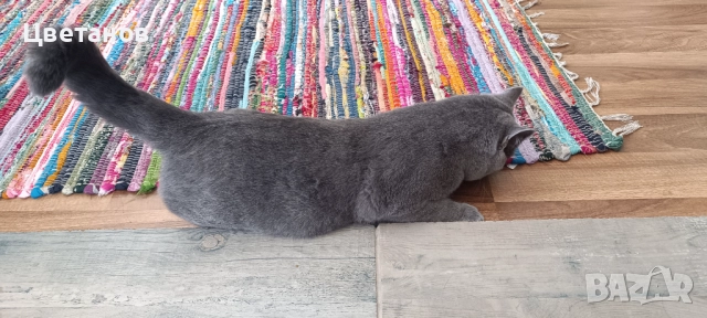 Британска късокосместа, снимка 2 - Британска късокосместа - 52282132