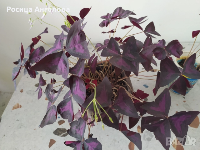 Детелина червенолистна