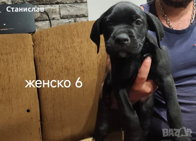 Кане Корсо кученца , снимка 11 - Кане корсо - 55892091