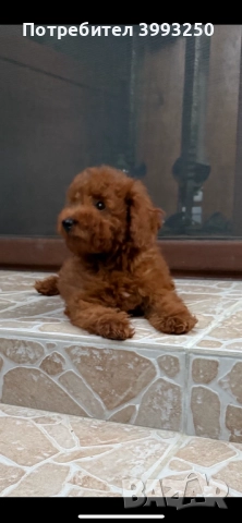 Мини той пудел, снимка 4 - Померан - 44449335