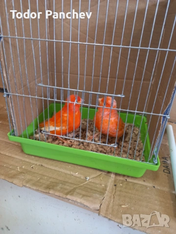 Канари, снимка 7 - Канари - 53841838