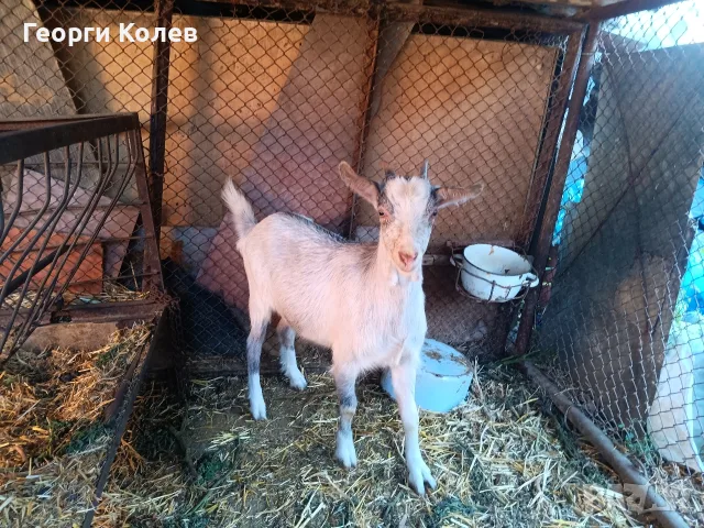 Продавам един пръч и ярета, снимка 10 - Кози - 56362532