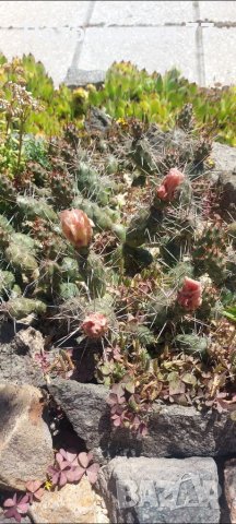 Няколко вида студоустойчиви кактуси и сукуленти, снимка 15 - Градински цветя и растения - 37368313