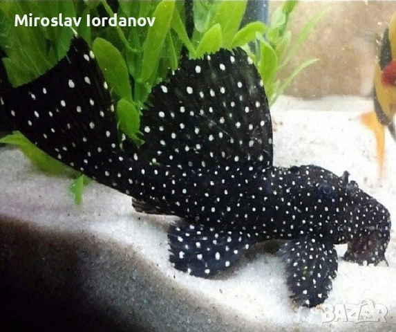 L240 вампир плеко 20см