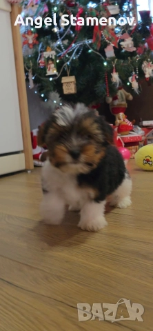 Йорки бивер териер,две момченца!