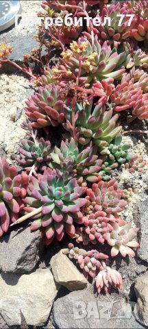 Няколко вида студоустойчиви кактуси и сукуленти, снимка 11 - Градински цветя и растения - 37368313