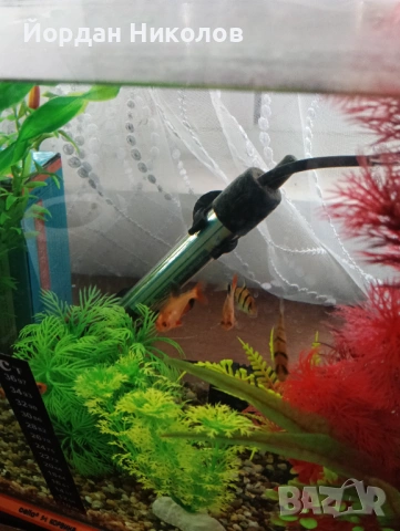 Рибки неони 5 броя , снимка 7 - Рибки - 53292504