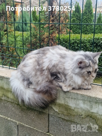 Мейн Кун , снимка 2 - Мейн кун - 52314032