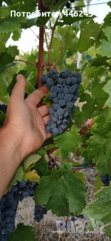 Продавам грозде Каберне Фран, снимка 13 - Други - 56307900