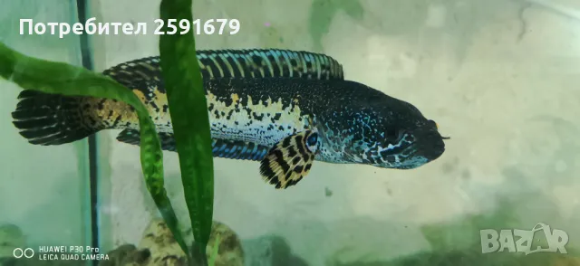 риба змиеглав, змиеглава риба, снимка 2 - Други - 49010290