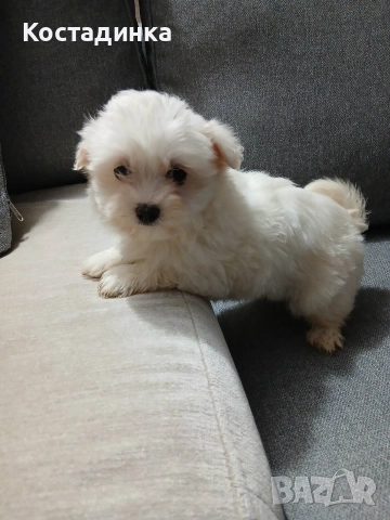Продавам малко кученце малтийска булонка , снимка 3 - Болонка - 52894157