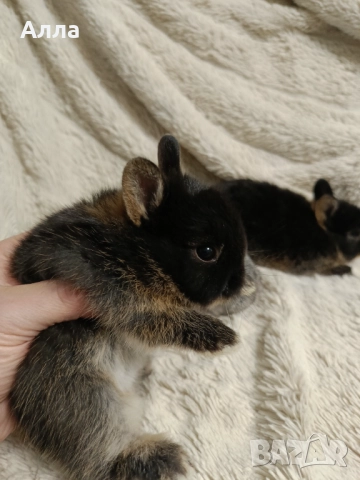 В наличност има морски свинчета и зайчета, снимка 6 - Декоративни зайчета - 52735330