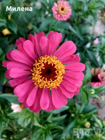 Семена висока и ниска циния , снимка 6 - Сортови семена и луковици - 49165896