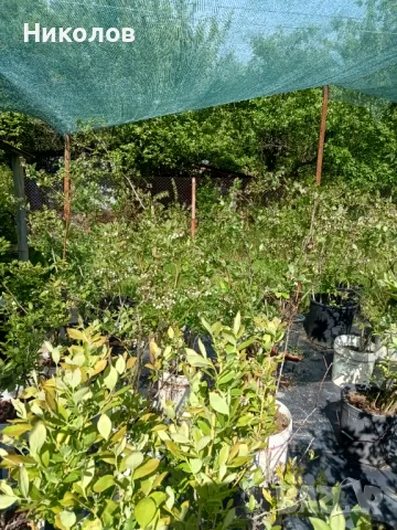 Американска боровинка , снимка 3 - Градински цветя и растения - 50310847