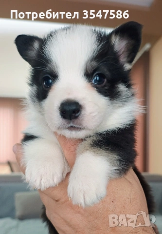 Кученца Уелско корги пембрук – приемат се резервации, снимка 2 - Други - 53220591