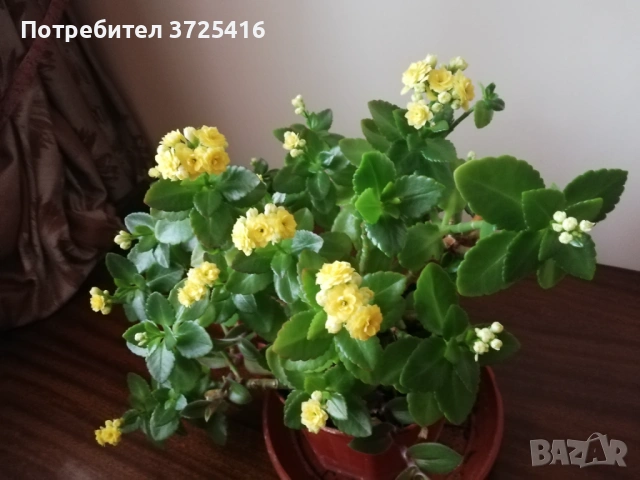 Цвете каланхое голямо, снимка 2 - Стайни растения - 53538475