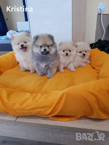 Померан померанчета померани, снимка 8 - Померан - 49137655