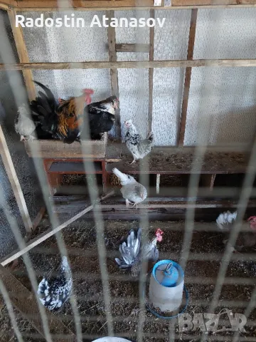 Свободни Млади Петлета от породата ШАБО,люпени са май месец , снимка 6 - Кокошки и пуйки - 48833004