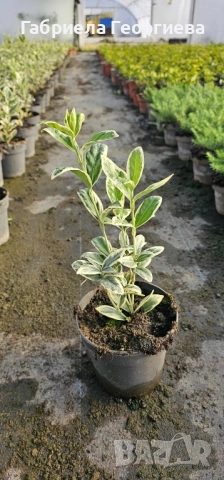 Евонимус японика , снимка 5 - Градински цветя и растения - 52022480