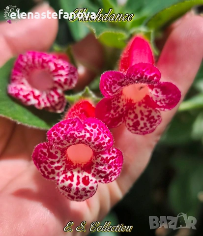 Комплект от 4 сортови колерии: Flashdance, Marta, Amabillis и Ni's Evelina