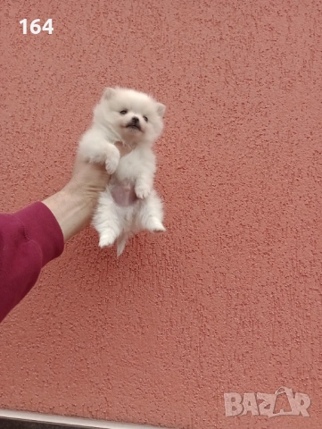 Миниатюрно мини момче. Померанче. Реални снимки от 13.02.26 г. , снимка 5 - Померан - 53426538