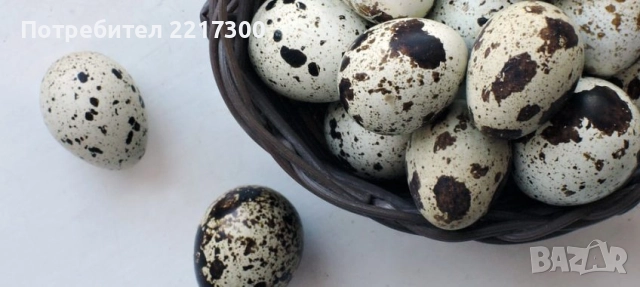 Продавам пъдпъдъчи яйца, снимка 2 - Други - 52434622